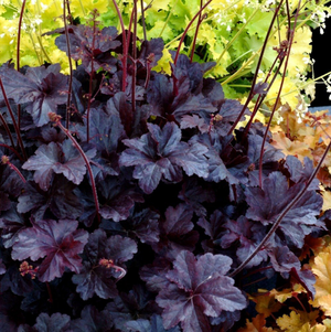 Heuchera Obsidian (PBR)