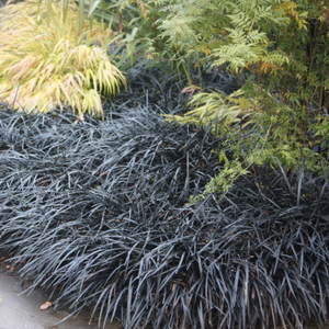 Ophiopogon planiscapus Kokuryū