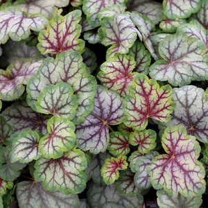 Heuchera Green Spice