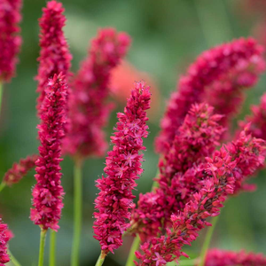Bistorta amplexicaulis Fat Domino (PBR)