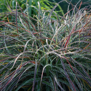 Luzula nivea 