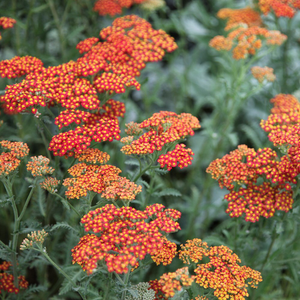 Achillea Walther Funcke