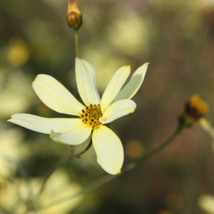Coreopsis verticillata Moonbeam