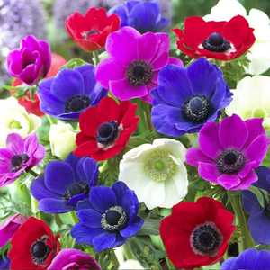 Anemone coronaria De Caen Group Mixed