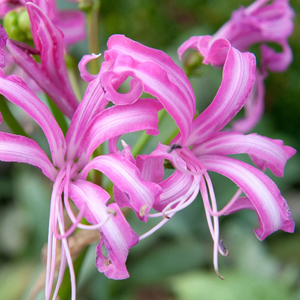Nerine bowdenii 