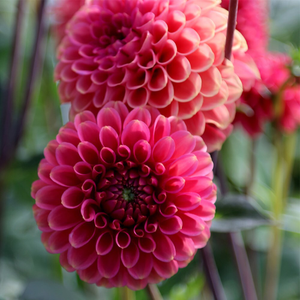 Dahlia Wine Eyed Jill
