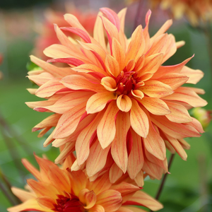 Dahlia French Cancan