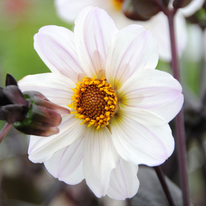 Dahlia Bishop of Dover