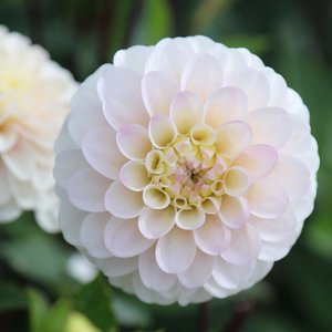 Dahlia White Isa