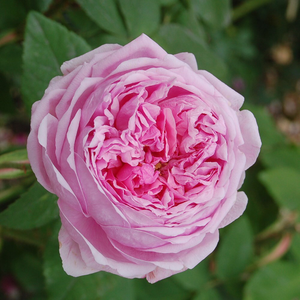 Rosa Comte de Chambord