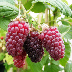 tayberry Medana Tayberry