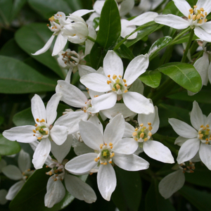 Choisya ternata 