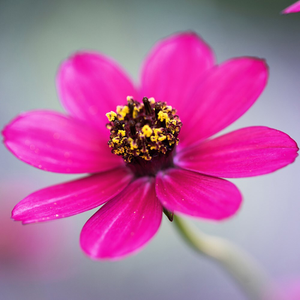 Cosmos atrosanguineus Cherry Chocolate ('Vg001') (PBR)
