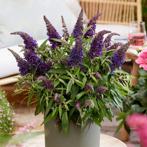 Buddleja Little Purple (’BotEx 001’) (PBR) (Butterfly Candy Series)