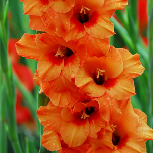 Gladiolus Prince of Orange