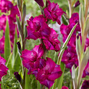 Gladiolus Next Level