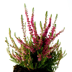 Calluna vulgaris Dark Beauty