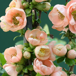 Chaenomeles speciosa Geisha Girl