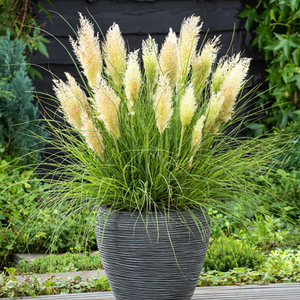 Cortaderia selloana Tiny Pampa ('Day1') (PBR)