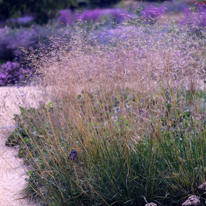 Deschampsia cespitosa Goldtau