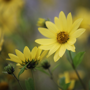 Helianthus Lemon Queen