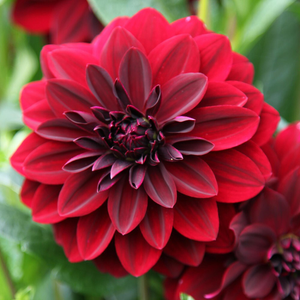Dahlia Arabian Night