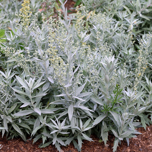 Artemisia ludoviciana Valerie Finnis