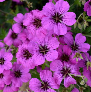 Geranium Patricia ('Brempat')