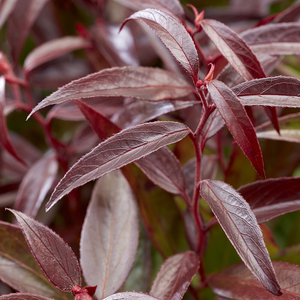 Leucothoe keiskei Burning Love ('Opstal 50') (PBR)