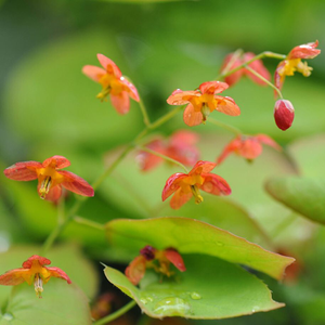 Epimedium × warleyense 