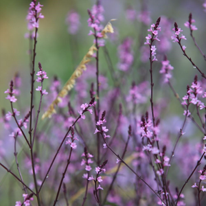 Verbena officinalis var. grandiflora Bampton