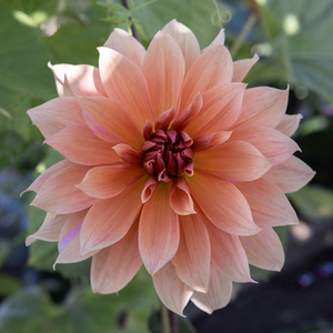 Dahlia Babylon Brons