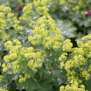 Alchemilla mollis 