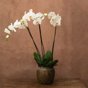 Phalaenopsis Fortuno Alto