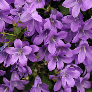 Campanula portenschlagiana 