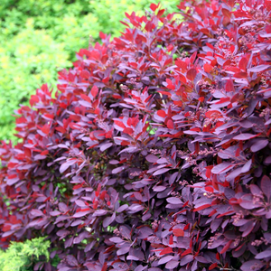 Cotinus coggygria Royal Purple