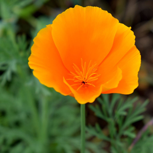 Eschscholzia californica Orange King