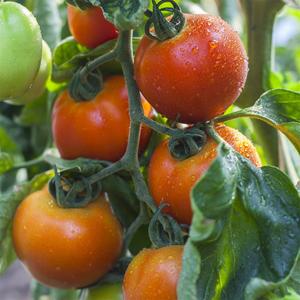 tomato Sungold F1
