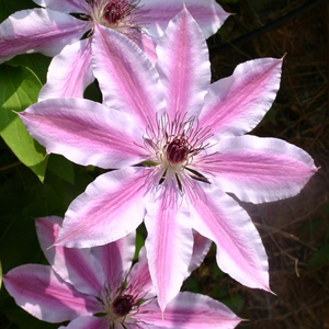 Clematis Nelly Moser