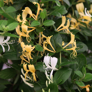Lonicera japonica Halliana