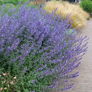 Nepeta racemosa Walker's Low