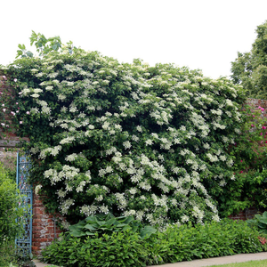 Hydrangea petiolaris 