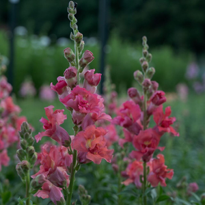Antirrhinum majus Madame Butterfly Cherry Bronze