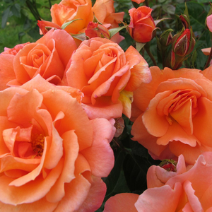 Rosa Scent from Heaven ('Chewbabaluv') (PBR)