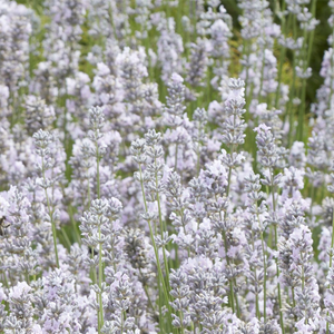 Lavandula angustifolia Miss Katherine