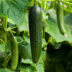 cucumber Burpless Tasty Green F1