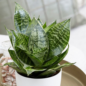 Sansevieria trifasciata Hahnii