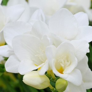 Freesia White