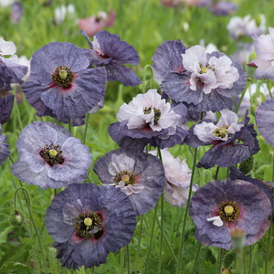 Papaver rhoeas Amazing Grey