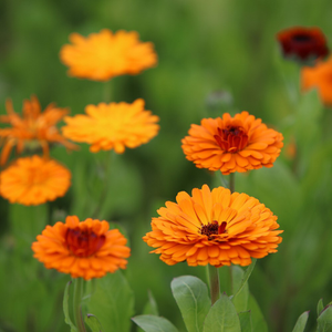 Calendula officinalis Indian Prince (Prince Series)